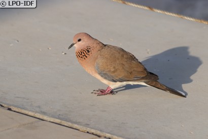 Tourterelle maillée