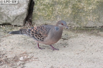 Tourterelle orientale