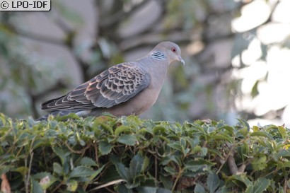 Tourterelle orientale