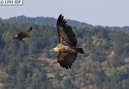 Vautour fauve