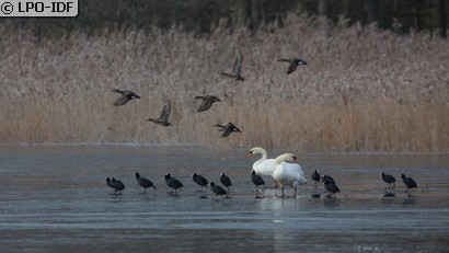 Canard chipeau