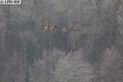Canard chipeau