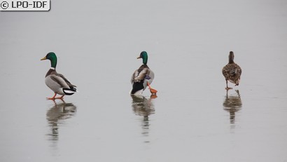Canard colvert
