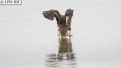 Canard colvert