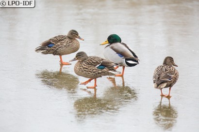 Canard colvert
