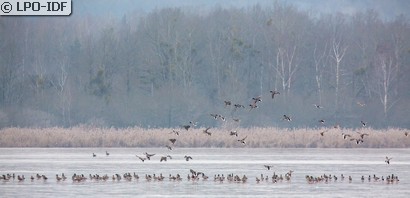 Canard colvert