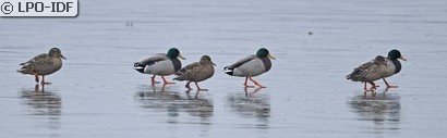 Canard colvert