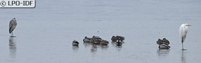Canard colvert