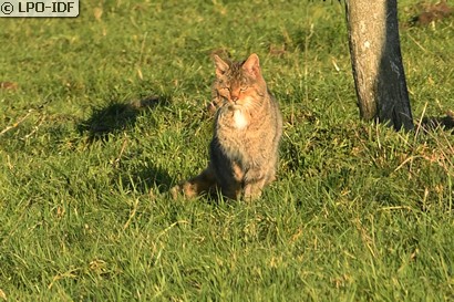 Chat sauvage
