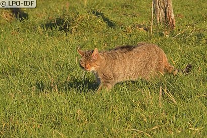 Chat sauvage