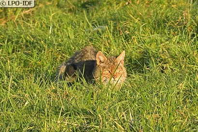 Chat sauvage