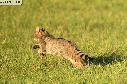 Chat sauvage