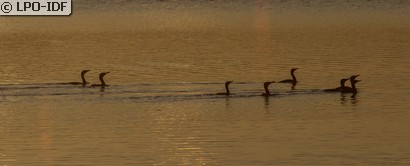 Grand Cormoran