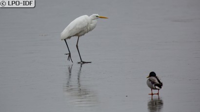 Grande Aigrette