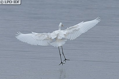 Grande Aigrette