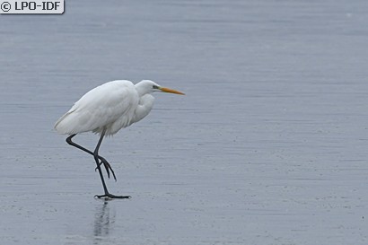 Grande Aigrette