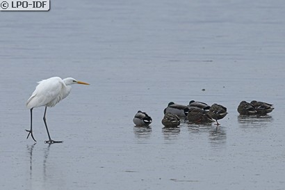 Grande Aigrette