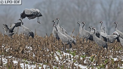 Grue cendrée