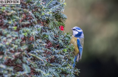 Mésange bleue