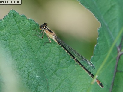 Agrion élégant