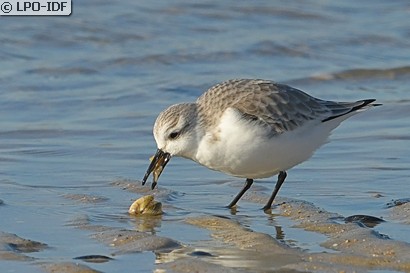 Bécasseau sanderling