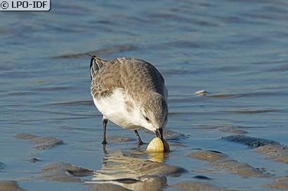 Bécasseau sanderling