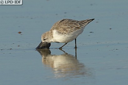 Bécasseau sanderling