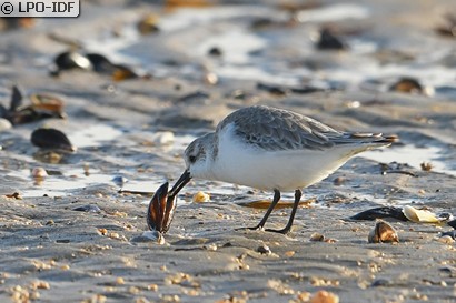 Bécasseau sanderling