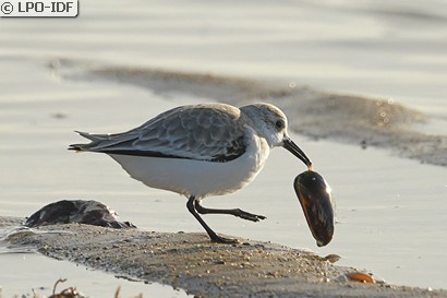 Bécasseau sanderling