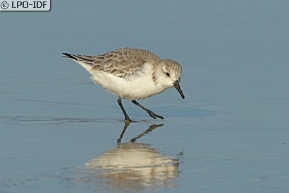 Bécasseau sanderling