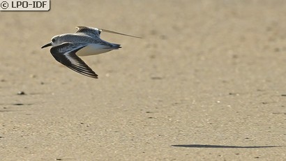 Bécasseau sanderling