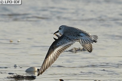 Bécasseau sanderling