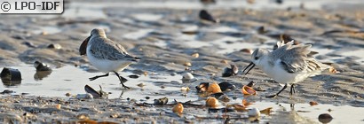 Bécasseau sanderling