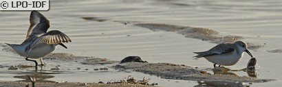Bécasseau sanderling