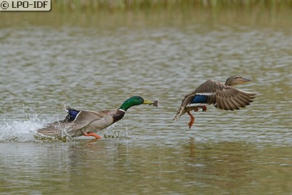 Canard colvert