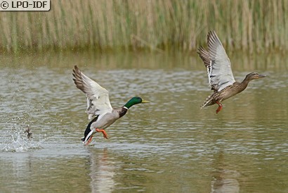Canard colvert