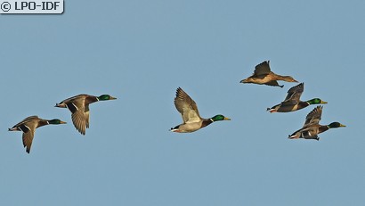 Canard colvert