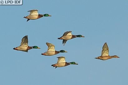 Canard colvert