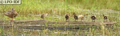 Canard colvert