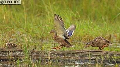 Canard colvert