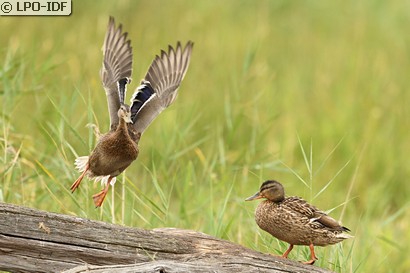 Canard colvert