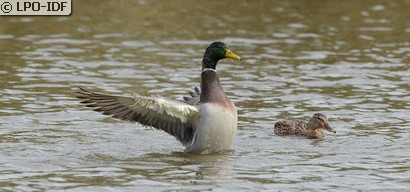 Canard colvert