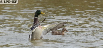 Canard colvert