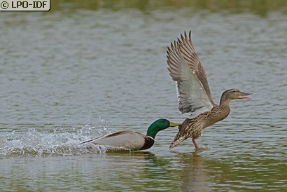 Canard colvert