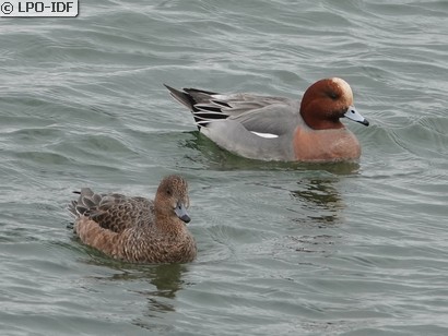 Canard siffleur