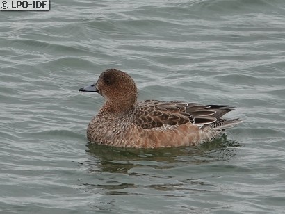 Canard siffleur