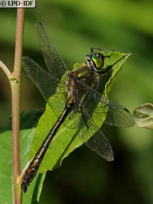 Cordulie bronzée