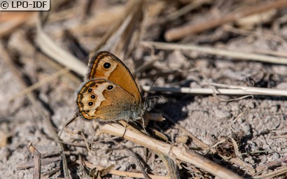 Fadet des garrigues