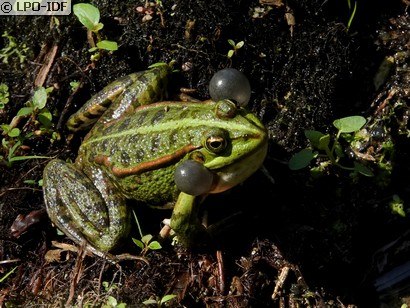 Grenouille rieuse
