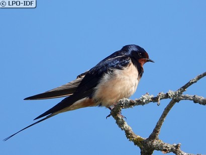 Hirondelle rustique